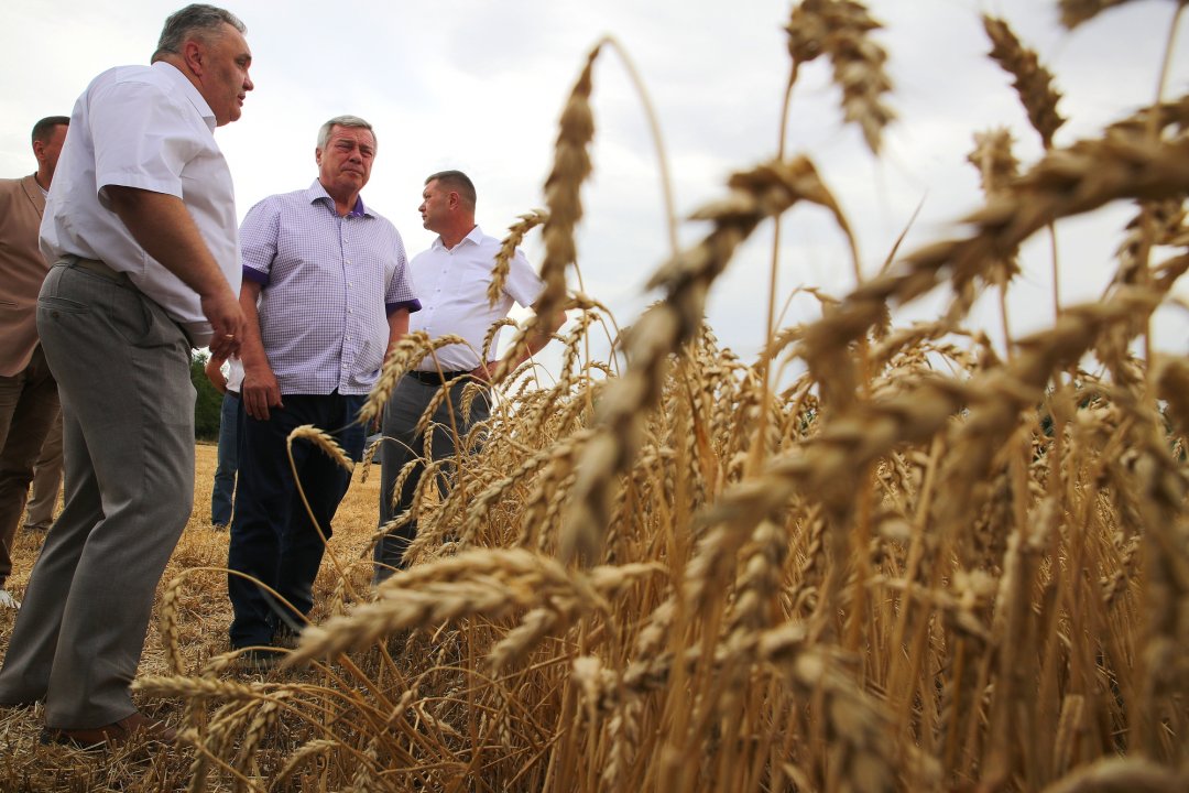 Василий Голубев: «Валовой сбор ранних зерновых достиг 663 тысяч тонн»